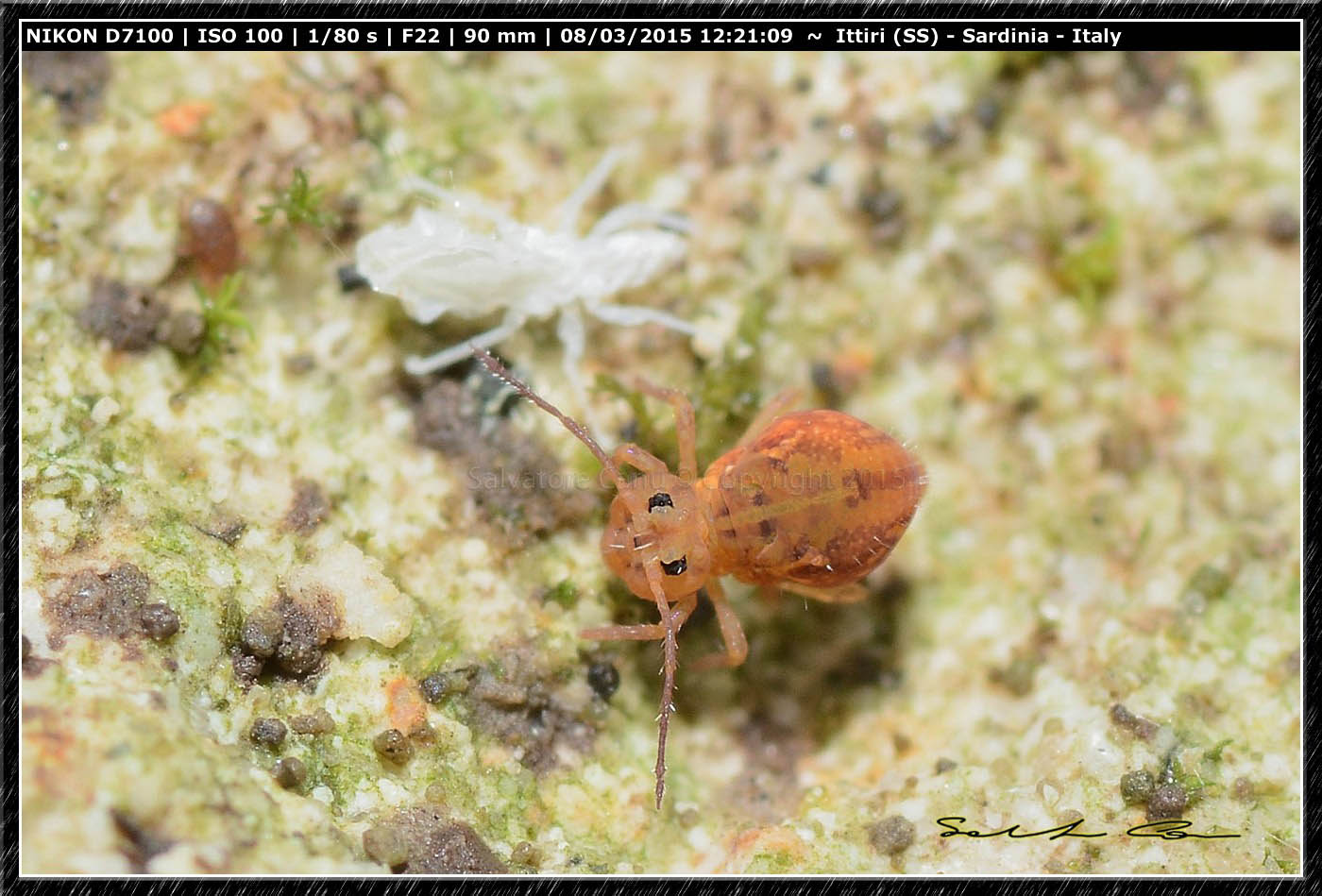 Dicyrtomina sp. e Sminthuridae